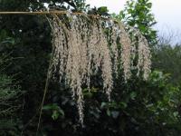 Albums/20060200-New Zealand 2006/20060208-Fox_and_FJ_Glaciers/38